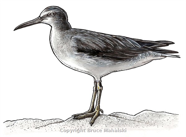 013 - Grey tailed tattler Picture